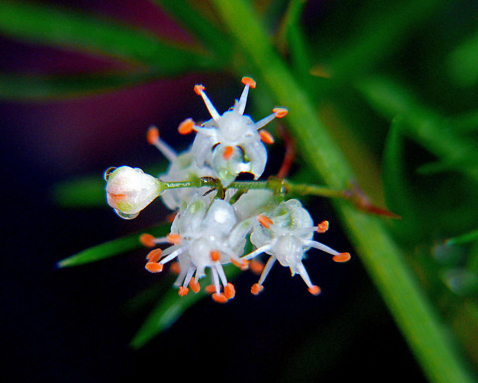 Asparagus Densiflorus 'Sprengeri'